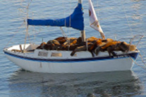 barcaiuoli in letargo mini